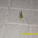 ���� &bull; .::$�������::. &bull;, ������������, 23 ���� - ��������� 6 ������� 2014 � ������ ���� ����������