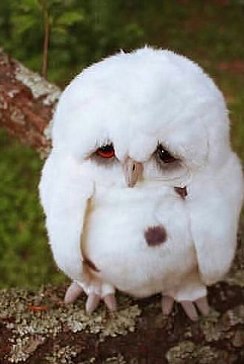      ,   "".....)))