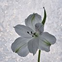 ���� �����, ������ - ��������� 17 ������� 2014 � ������ �flowers�