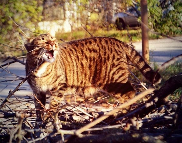  .       :3.#animal@travel.blog