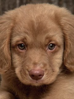 Hgjgj, �����������, 34 ����