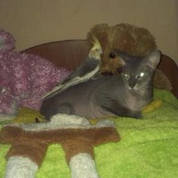 ���� ���������, ����������, 52 ���� - ��������� 29 �������� 2014