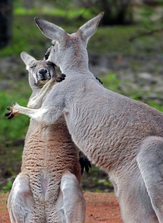 .#animal@travel.blog - 8