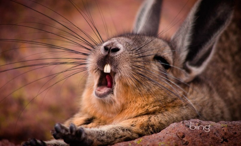 Живая природа - 11 ноября 2014 в 23:50