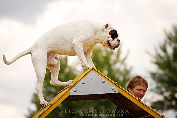  (. agility  , , )       , ... - 8