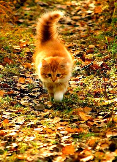 Постучал октябрь в окошко… На душе скребутся кошки.Тихо плачут небеса… По щеке бежит слеза Ветер ... - 4