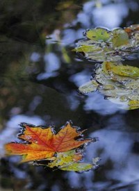 ...чтобы эта осень изменила все к лучшему - 4