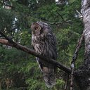 ���� ��������, �����-���������, 74 ���� - ��������� 18 �������� 2014 � ������ ���� ����������