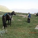  Tevos, , 43  -  28  2014    