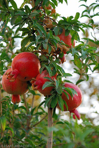 �������- ����� ��� ������: