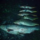 ���� ��������, ���, 51 ��� - ��������� 11 ������� 2014 � ������ ������ ������