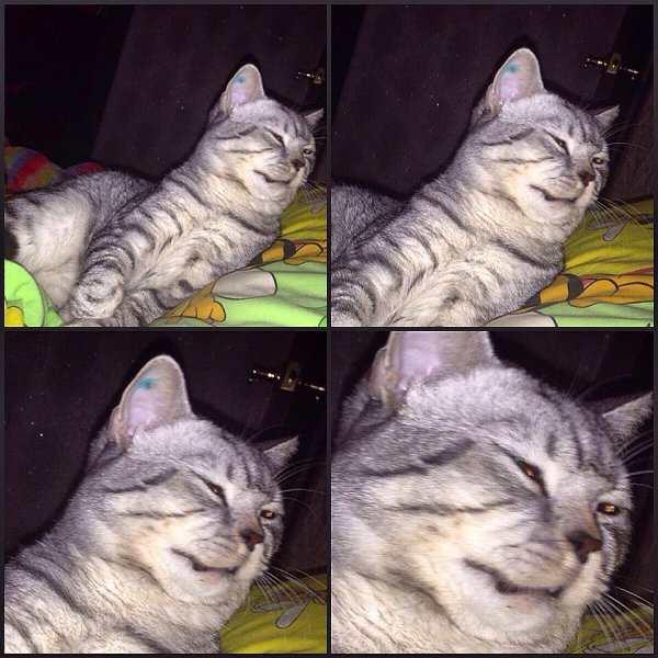 Рубрика #ваши_котики@catism.То самое чувство когда хочешь чихнуть, а не получается