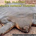  , , 51  -  31  2014   )))