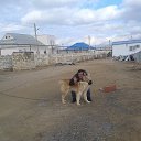 ���� Cezar, �������, 51 ��� - ��������� 17 ������ 2014 � ������ ���� ����������