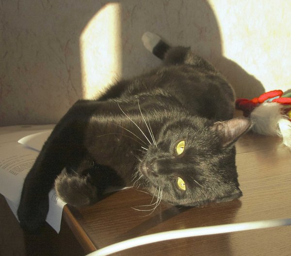 Рубрика #до_после@catism #ваши_котики@catism #истории@catism.Два года назад в последний рабочий день ... - 3