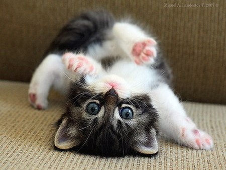 -   ? -    . - ? -   :))
