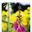 ���� ����, �����, 56 ��� - ��������� 30 ������ 2014 � ������ ���� ����������