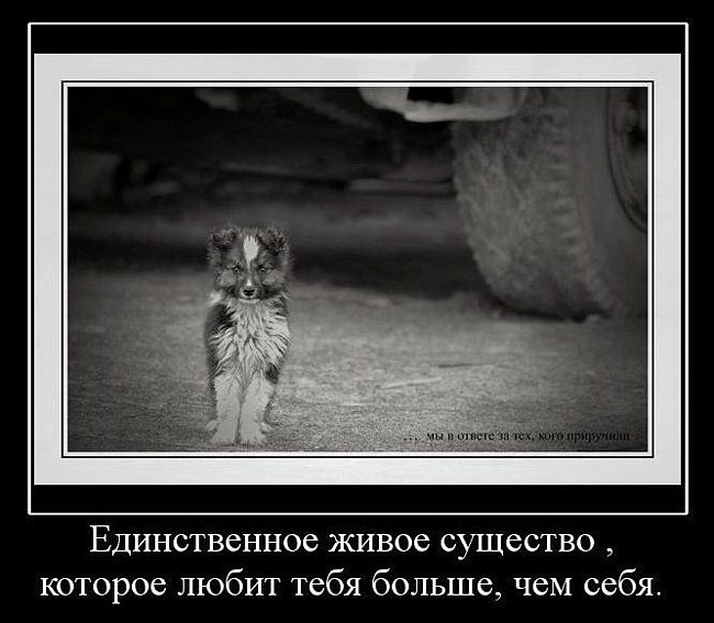 .•°Dogs Forever°•. - 16 октября 2014 в 14:42