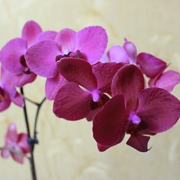 ���� ��������, ������� - ��������� 28 ������� 2014