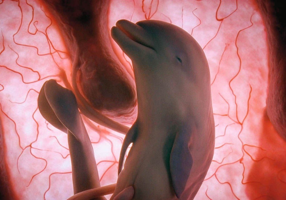  . National Geographic       ... - 5