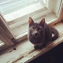 MAX   Cats