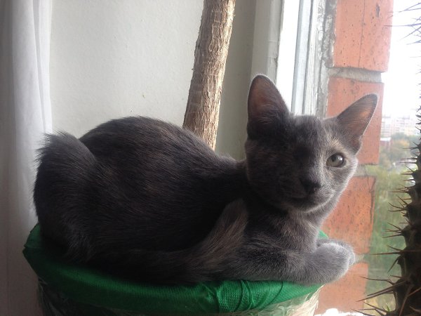 Рубрика #котизм_доброта.МоскваЭто самая отважная девчонка на свете! От рождения у нее нет одного ... - 2