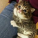 ���� �����, ���������, 43 ���� - ��������� 11 ������ 2015 � ������ ��������....�