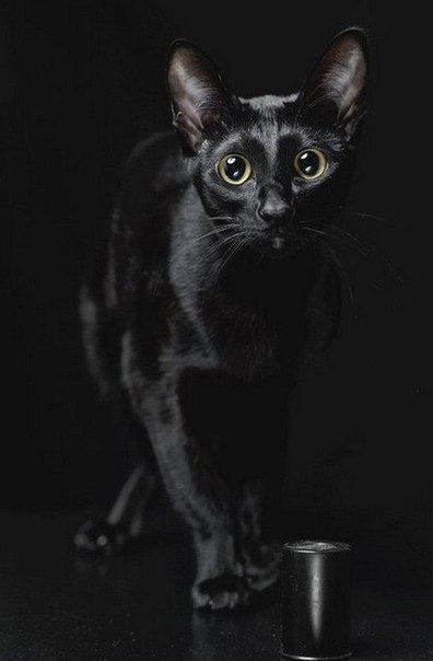 Без кота и жизнь не та - 18 февраля 2015 в 05:05 - 5