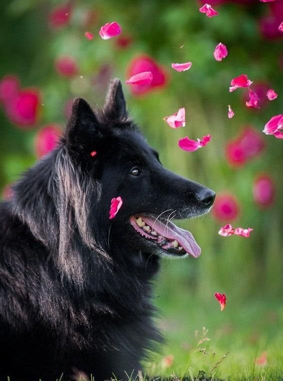 |В| Счастье есть... |В| - 8 апреля 2015 в 13:31 - 6