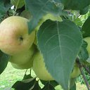 ���� �����, ������, 69 ��� - ��������� 15 ����� 2015 � ������ ���� ����������