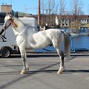 ���� �����, �������, 59 ��� - ��������� 5 ������� 2015 � ������ ������ ��������