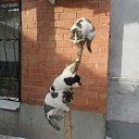 ��������� ���� ��������� �� ������� ����������