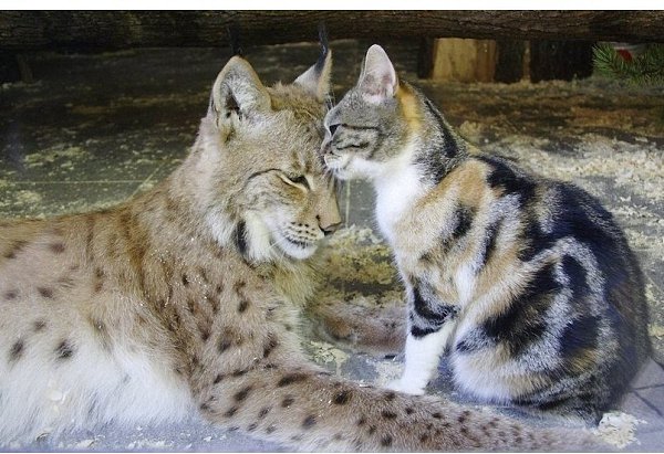 Рысь Линда и кошка Дуся — это самые настоящие друзья из зоопарка в Санкт-Петербурге - 3