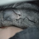 ���� ���������, �������-�����, 50 ��� - ��������� 19 ������� 2015 � ������ ���� ������