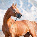  Raya, , 55  -  30  2015    