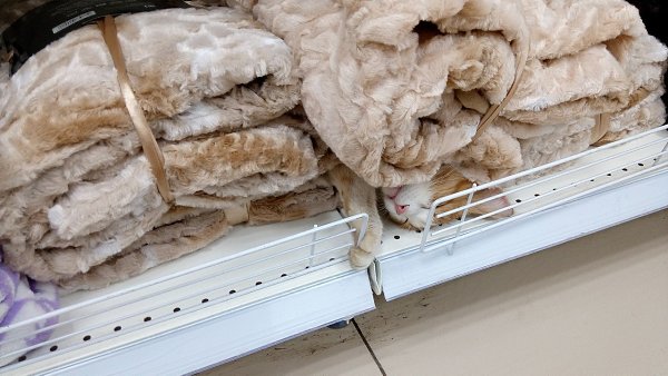Внезапно в магазине.