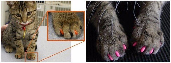 Сколько у кошки когтей