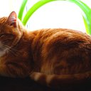 ���� ������, �����-���������, 55 ��� - ��������� 7 ������� 2015