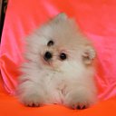 ���� �����, ������, 41 ��� - ��������� 2 ������ 2015 � ������ ���� ����������