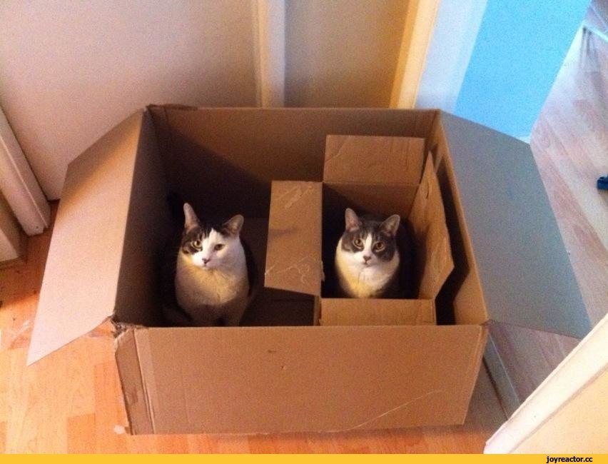 (cons cat (cons other-cat nil)).#lisp