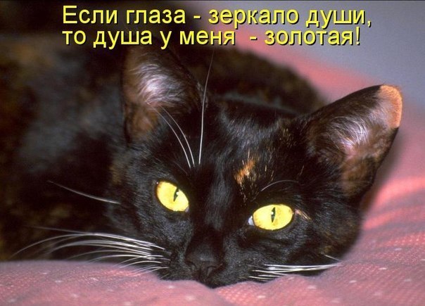Наши любимцы :3 - 7 марта 2015 в 21:52