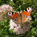 ���� ����, ������, 68 ��� - ��������� 13 ������ 2015 � ������ ���� ����������