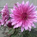 ���� ������ �������, �������, 67 ��� - ��������� 5 ������� 2015 � ������ �������