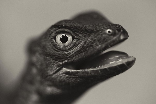     (Vincent Lagrange)     ... - 2