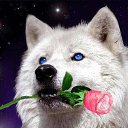 ���� �������, ��������, 41 ��� - ��������� 3 ������ 2015