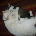  , , 51  -  6  2015    .