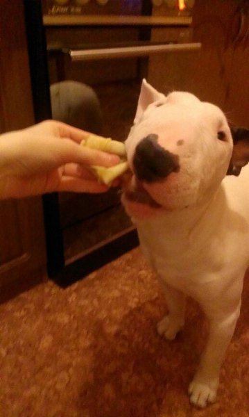 Началась масленичная неделя! Поздравляем вас ! И все берегом печем блины ! P.s. Собакам блины нельзя ...