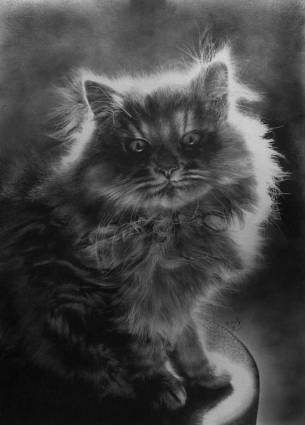 ,  .  Paul Lung - 5