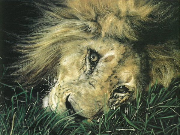   .  (Lesley Harrison)   .     ... - 8