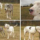  , -, 59  -  18  2015    